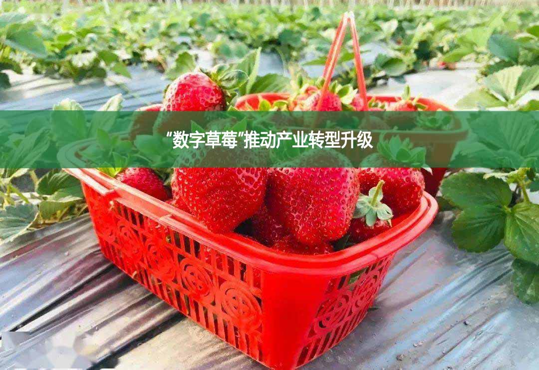 “数字草莓”推动产业转型升级
