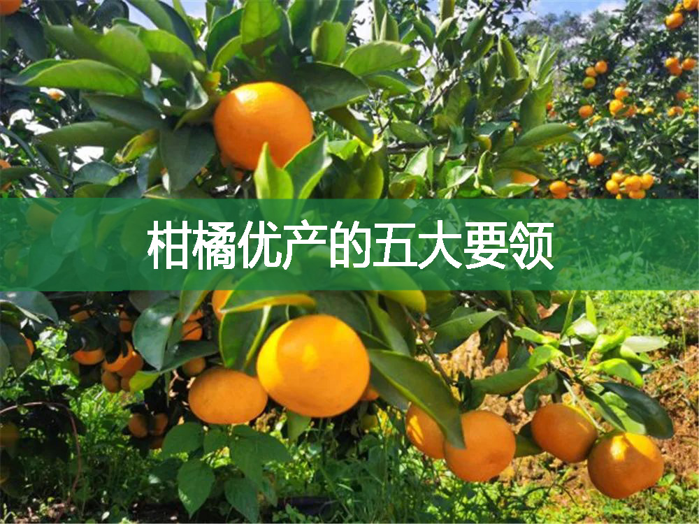 柑橘优产的五大要领