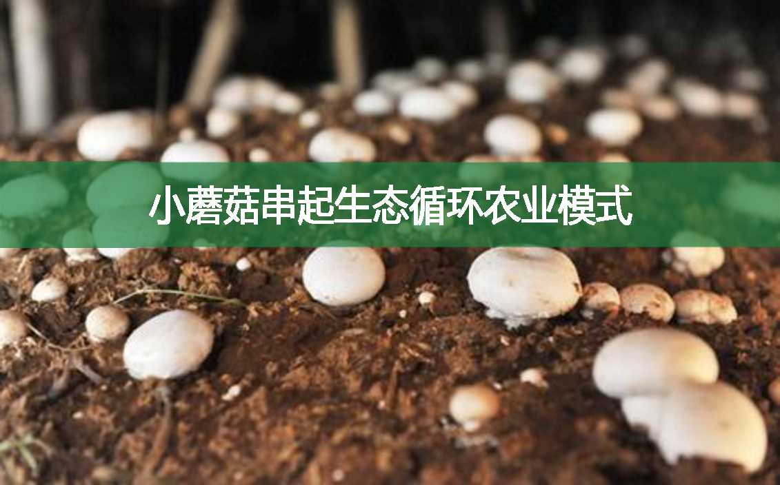 小蘑菇串起生态循环农业模式