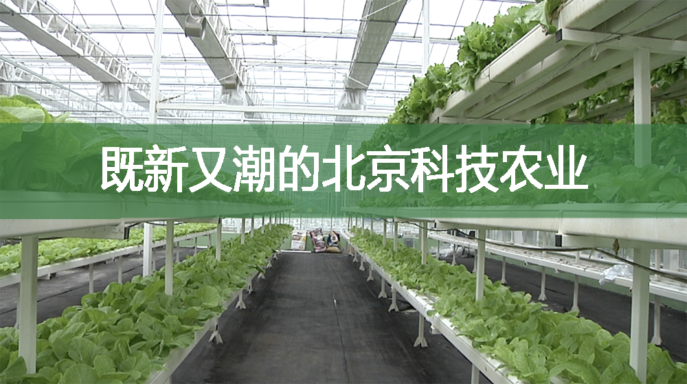 既新又潮的北京科技农业