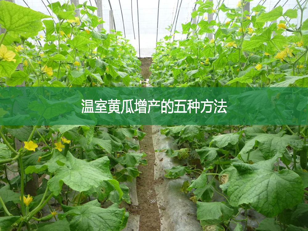 温室黄瓜增产的五种方法