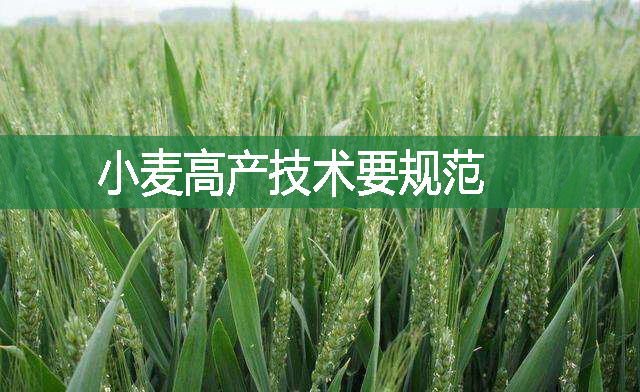 小麦高产技术要规范