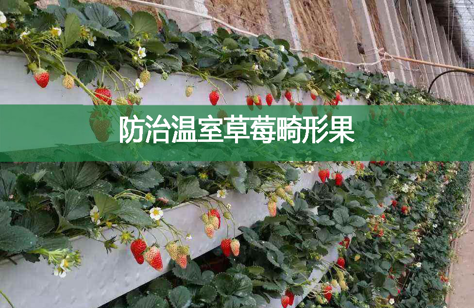 防治温室草莓畸形果