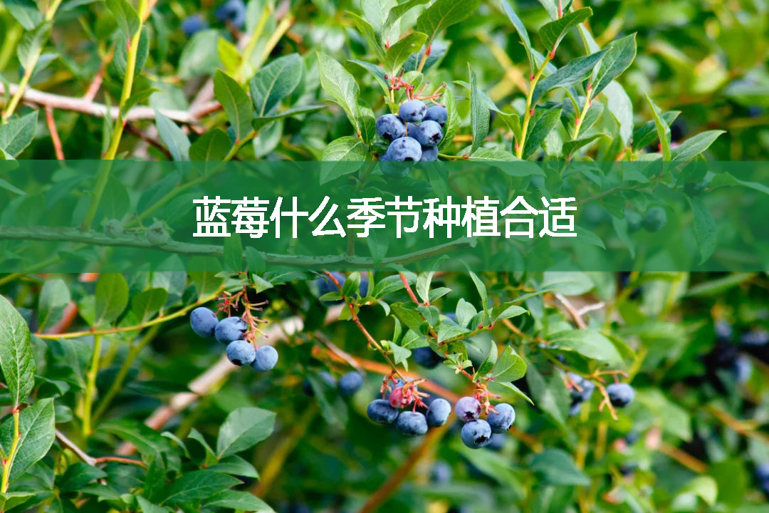 蓝莓什么季节种植合适