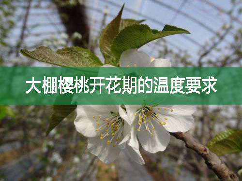 大棚樱桃开花期的温度要求