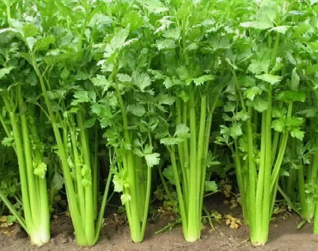 芹菜种植
