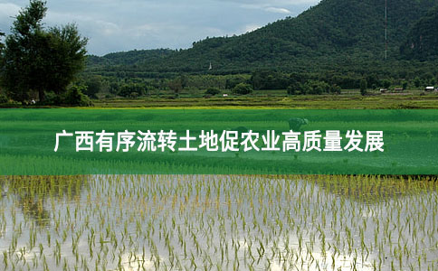 广西有序流转土地促农业高质量发展