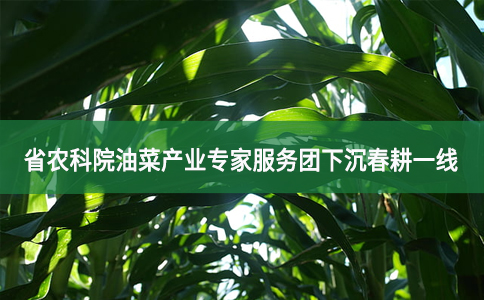 省农科院成立油菜产业专家服务团下沉春耕一线