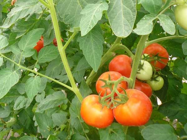 西红柿种植