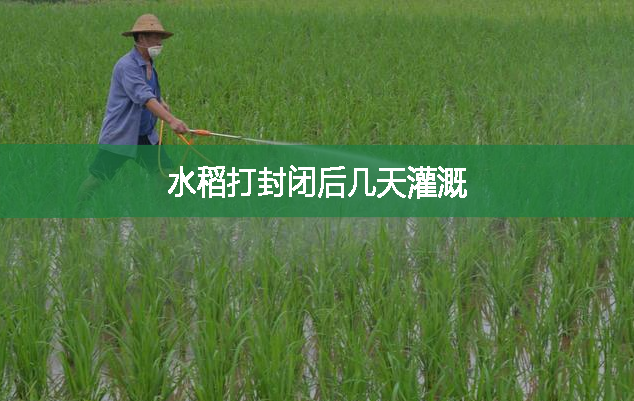 水稻打封闭后几天灌溉
