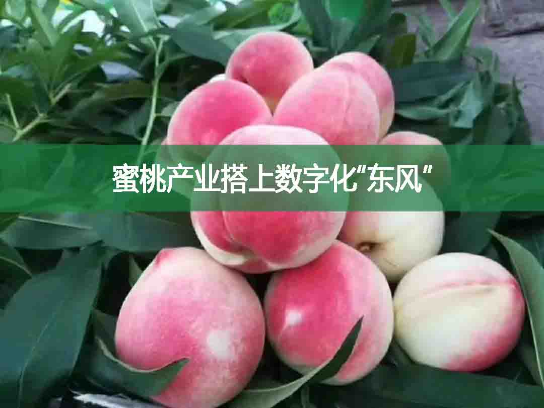 蜜桃产业搭上数字化“东风”