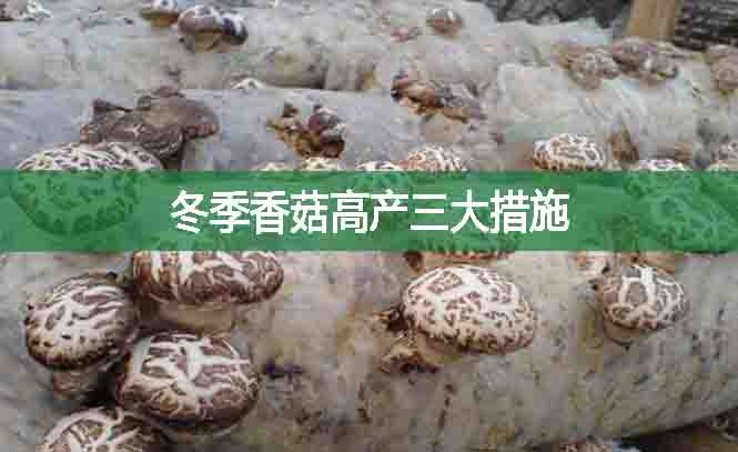 冬季香菇高产三大措施