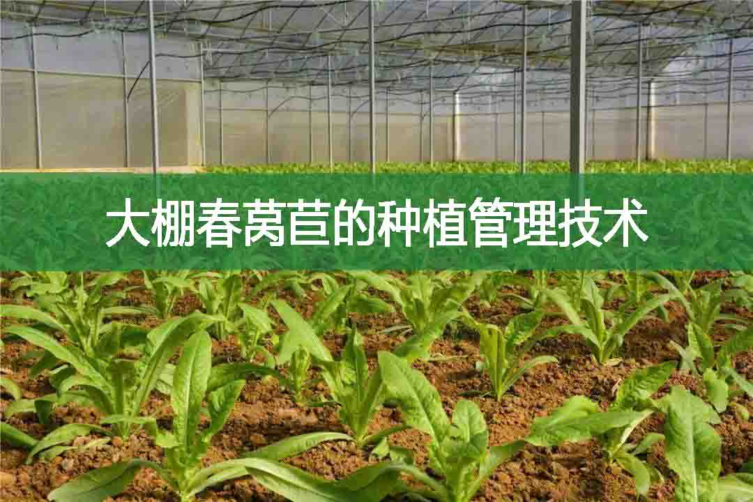 大棚春莴苣的种植管理技术