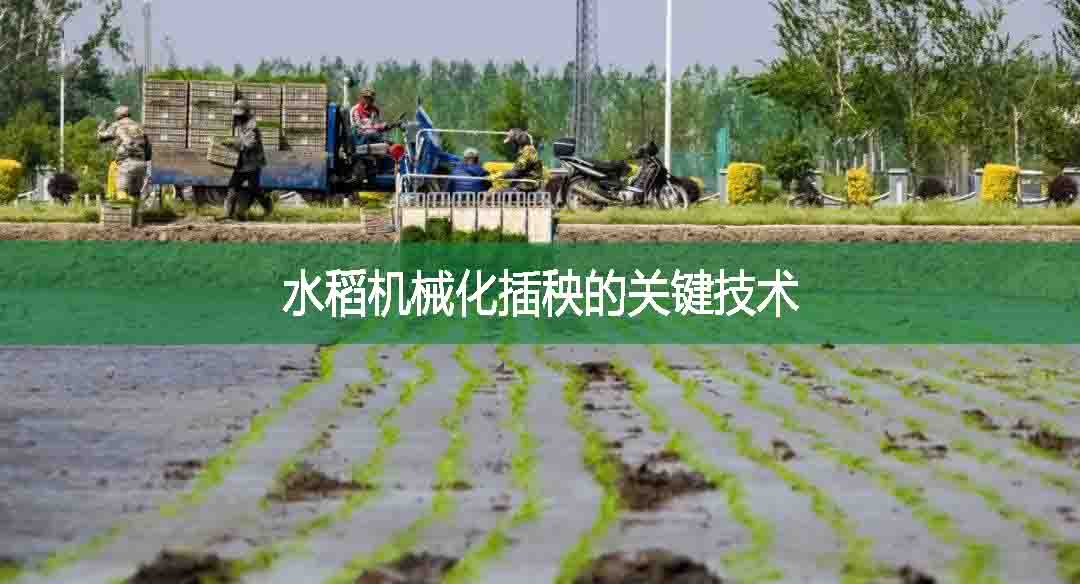 水稻机械化插秧的关键技术