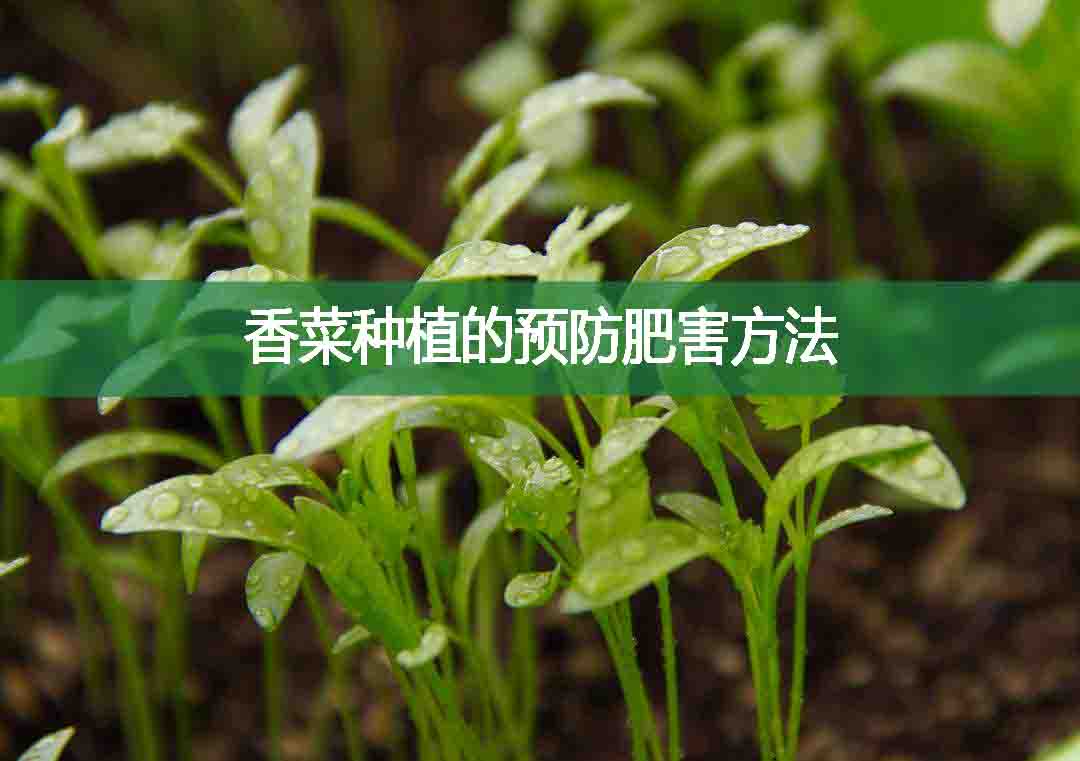 香菜种植的预防肥害方法