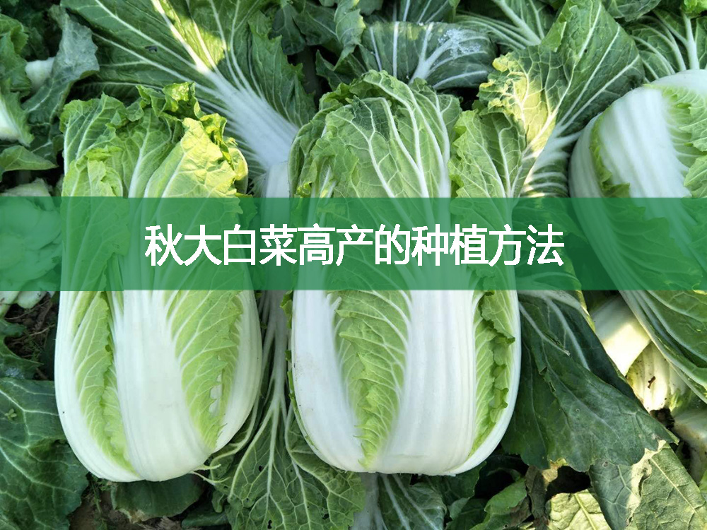秋大白菜高产的种植方法