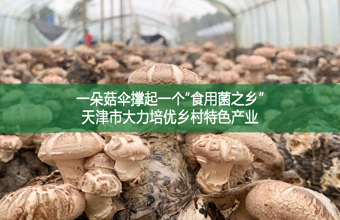 一朵菇伞撑起一个“食用菌之乡”── 天津市大力培优乡村特色产业