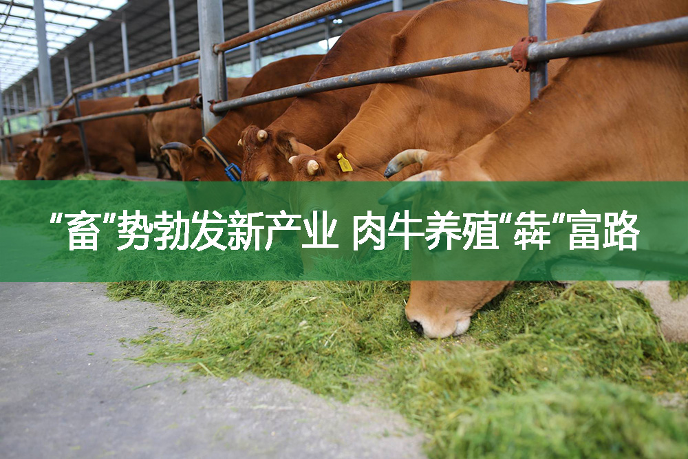 “畜”势勃发新产业，肉牛养殖“犇”富路