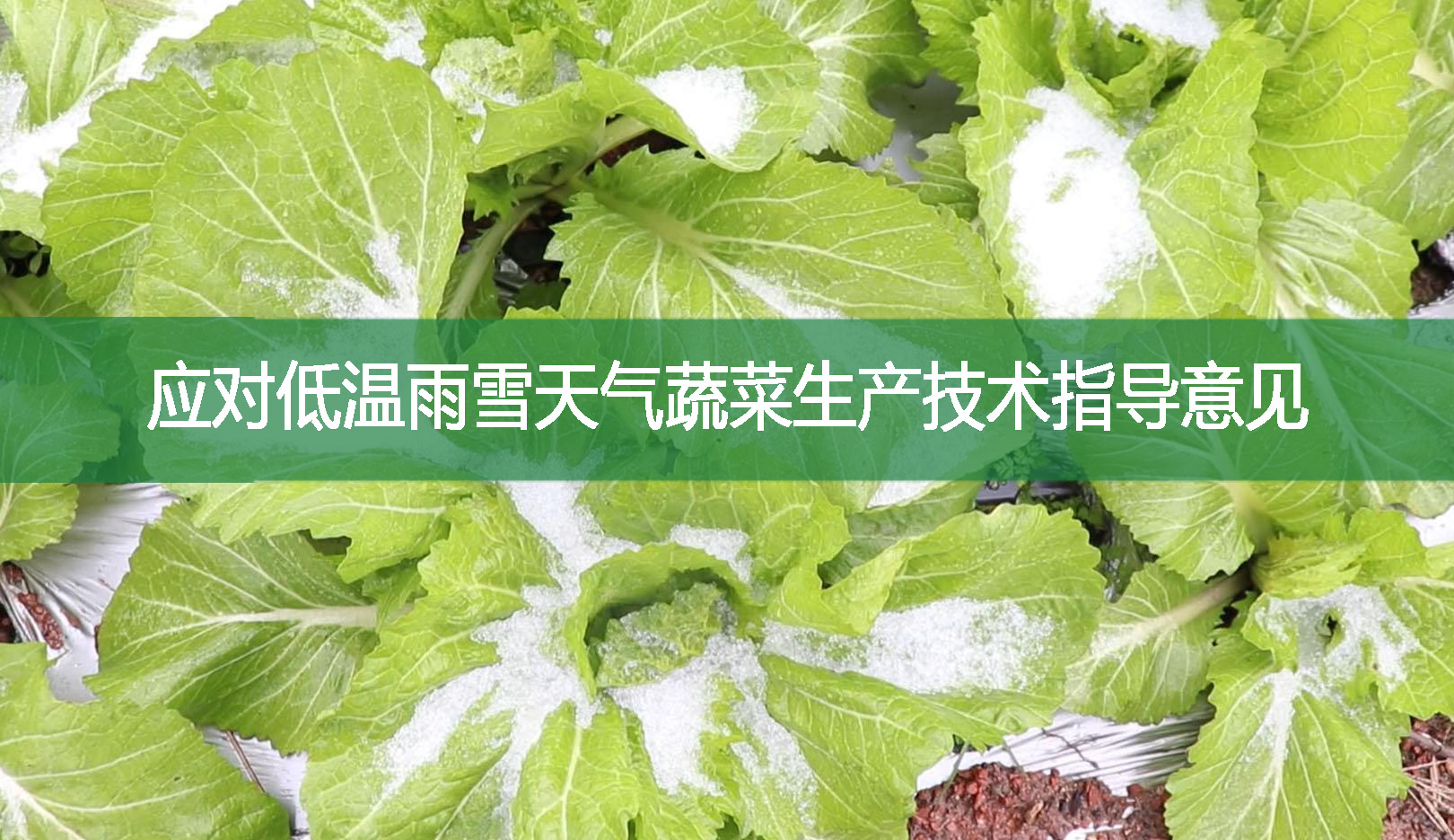 应对低温雨雪天气蔬菜生产技术指导意见