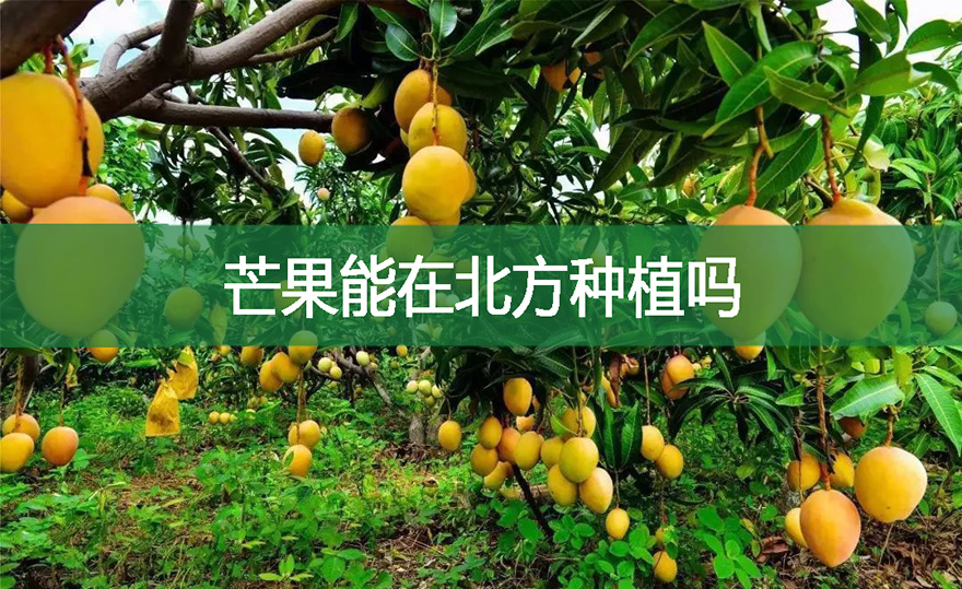 芒果能在北方种植吗?