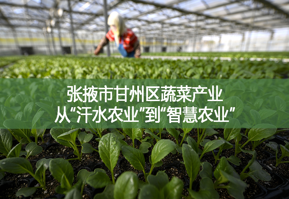 张掖市甘州区蔬菜产业从“汗水农业”到“智慧农业”
