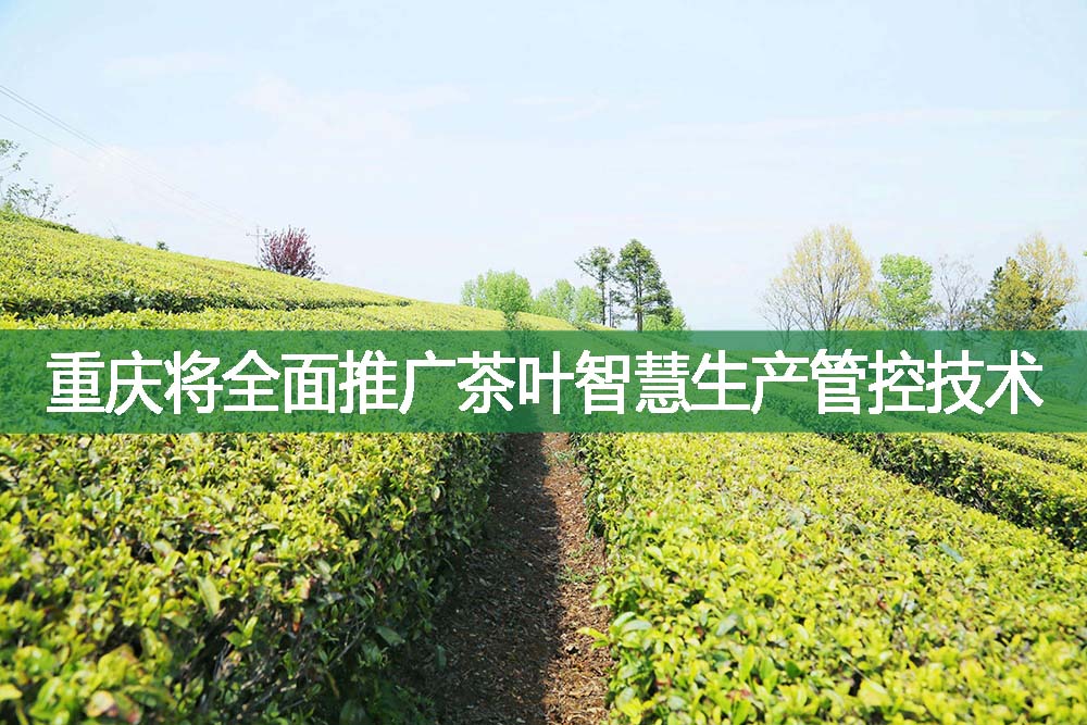 重庆将全面推广茶叶智慧生产管控技术