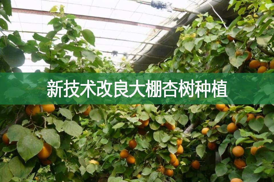 新技术改良大棚杏树种植