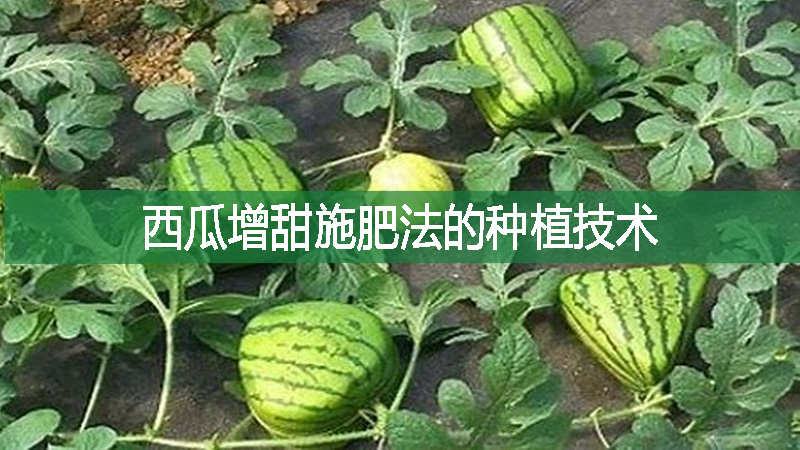西瓜增甜施肥法的种植技术