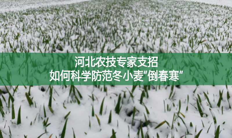 河北农技专家支招：如何科学防范冬小麦“倒春寒”