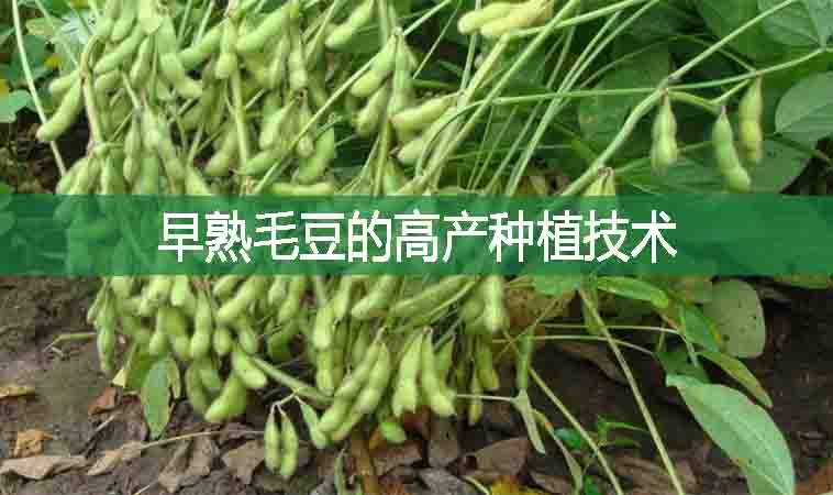 早熟毛豆的高产种植技术