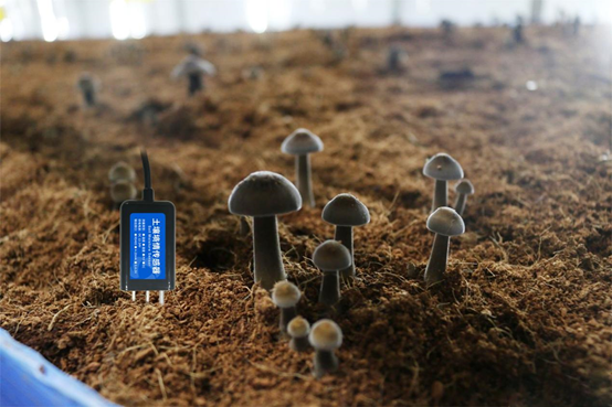 聚英菌菇房监测