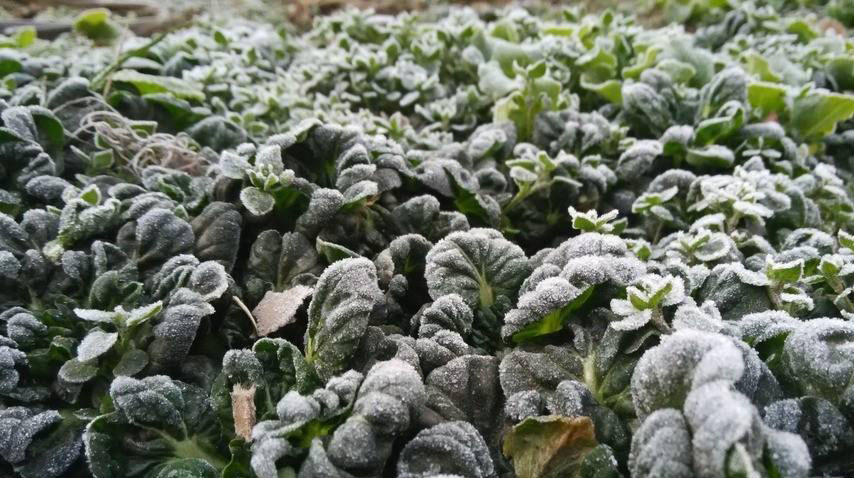 低温雨雪天气蔬菜种植
