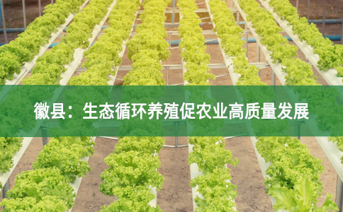 徽县：生态循环养殖促农业高质量发展