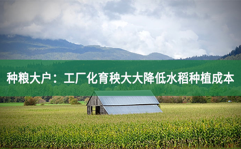 种粮大户：工厂化育秧大大降低水稻种植成本