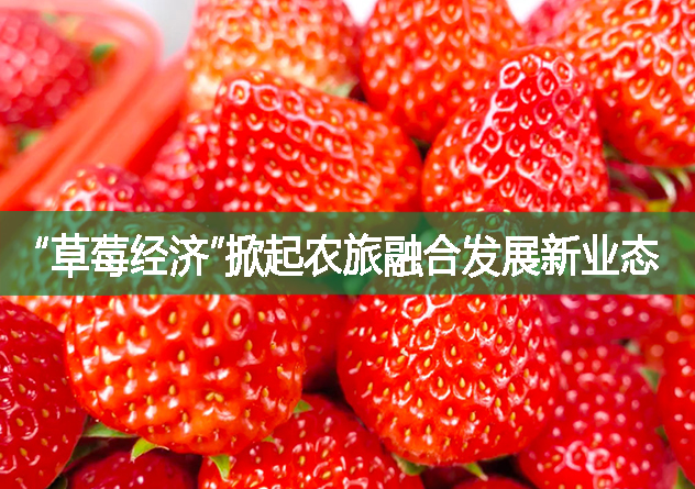 “草莓经济”掀起农旅融合发展新业态