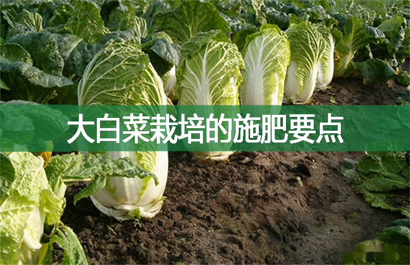 大白菜栽培的施肥要点