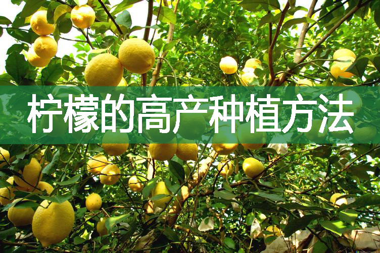 柠檬的高产种植方法