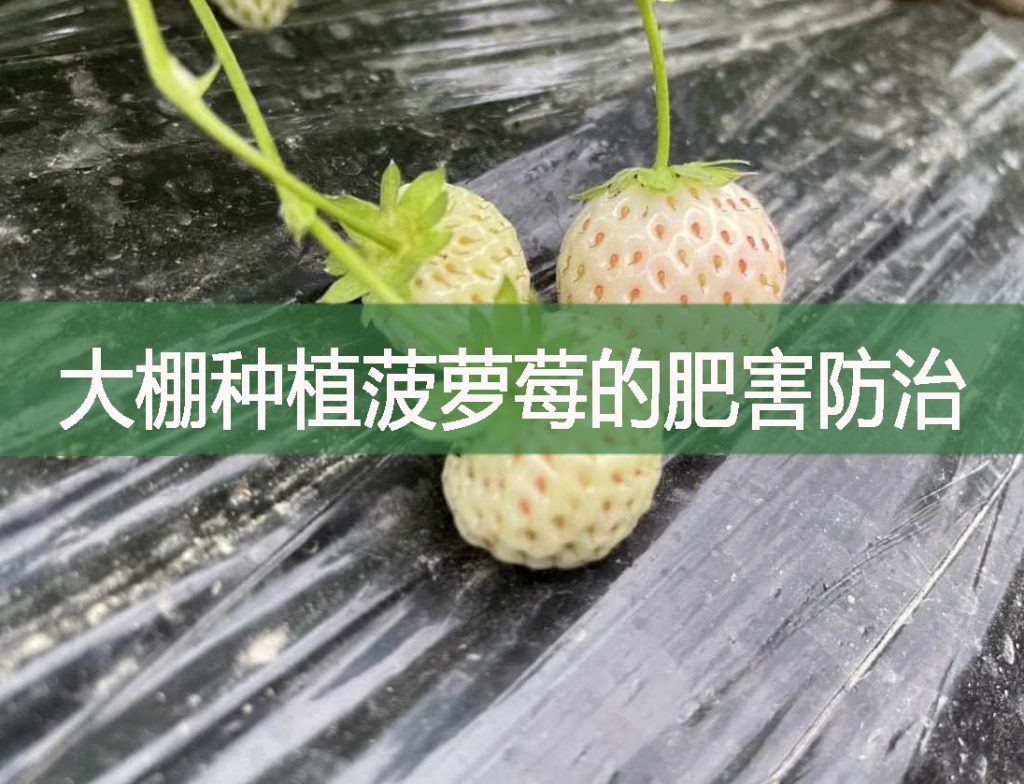 大棚种植菠萝莓的肥害防治