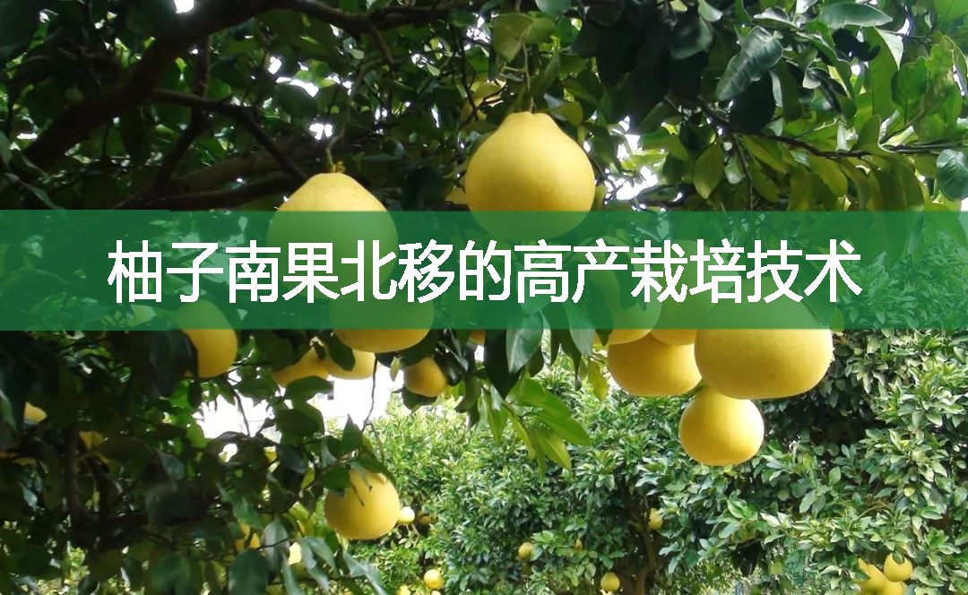 柚子南果北移的高产栽培技术