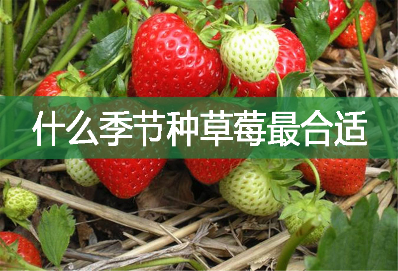 什么季节种草莓最合适