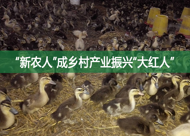“新农人”成乡村产业振兴“大红人”