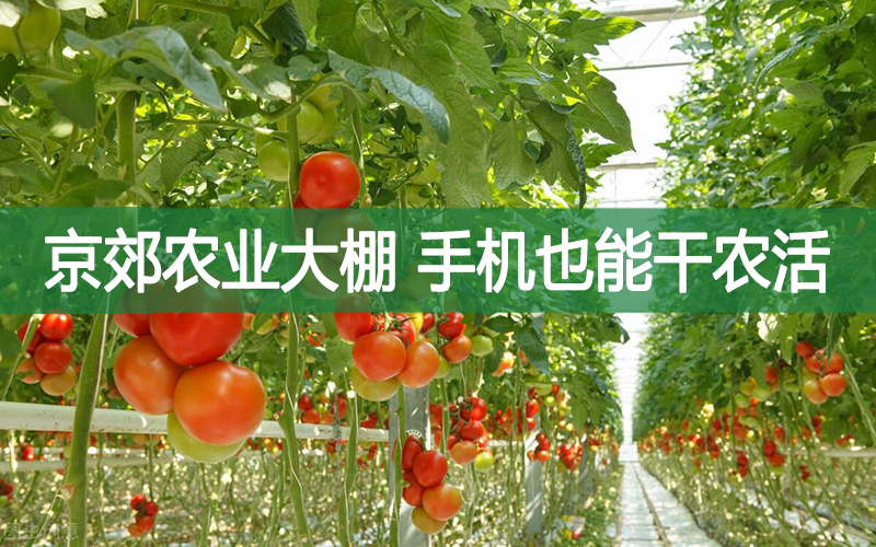 京郊农业大棚，手机也能干农活