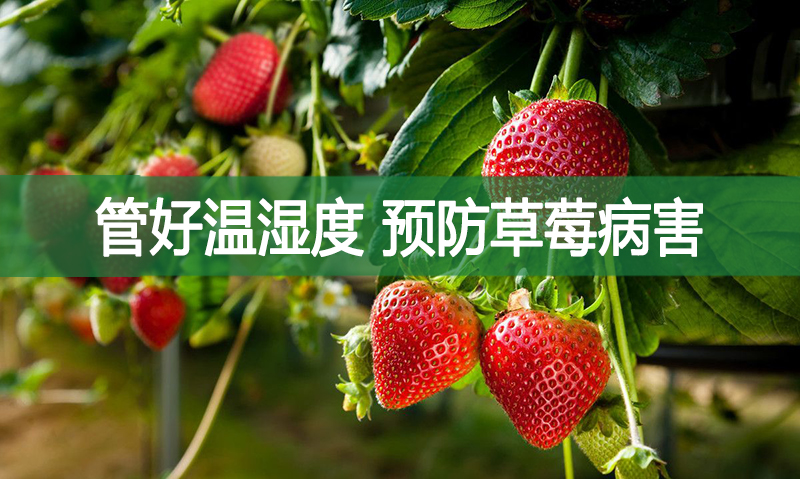 管好温湿度，预防草莓病害