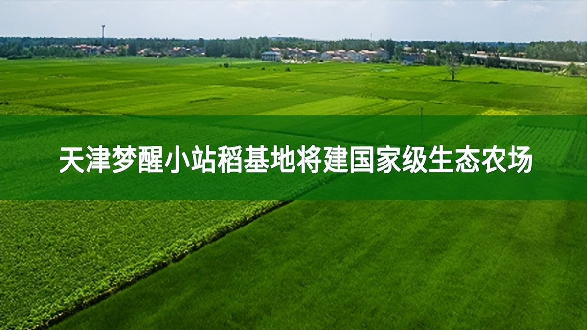 天津梦醒小站稻基地将建国家级生态农场