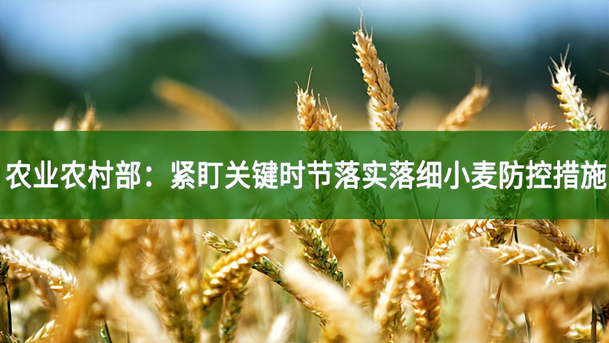 农业农村部：紧盯关键时节落实落细小麦防控措施