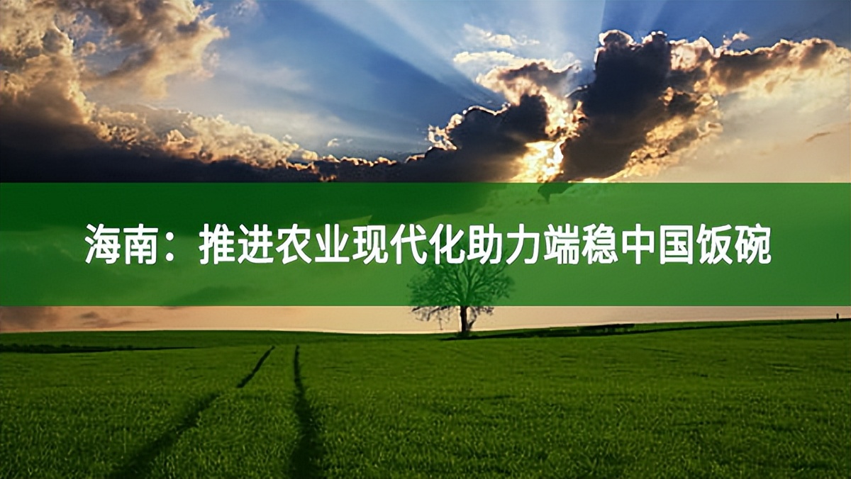 海南：推进农业现代化助力端稳中国饭碗