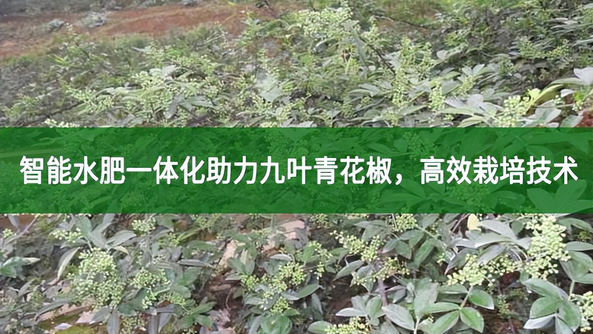 智能水肥一体化助力九叶青花椒，高效栽培技术