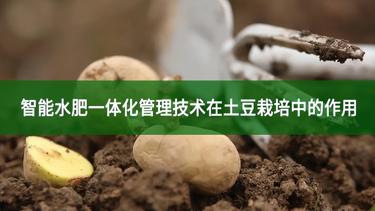 智能水肥一体化管理技术在土豆栽培中的作用