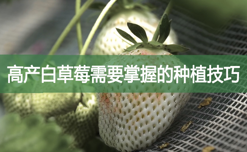 高产白草莓需要掌握的种植技巧