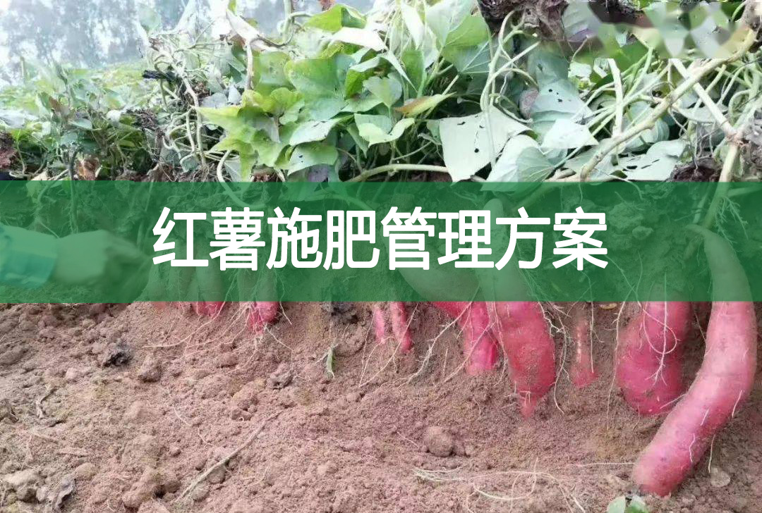 红薯施肥管理方案